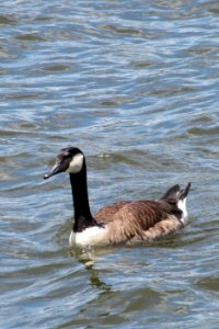 Goose at the Point, 2021-07-03, 01