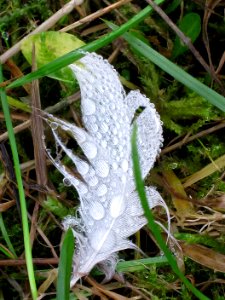 Goose feather with waterdroplets, Arnhem, the Netherlands