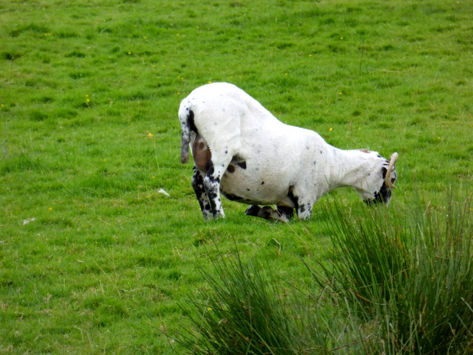 Goat-1