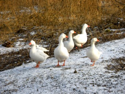 Goose (public domain)