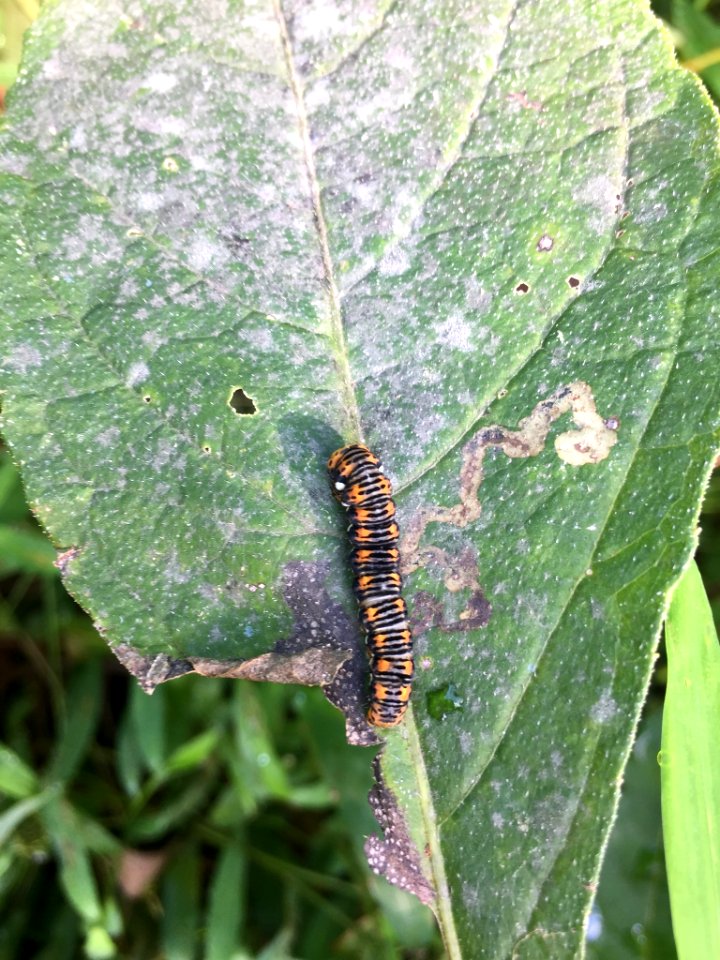 Gold Moth Hillsborough NC