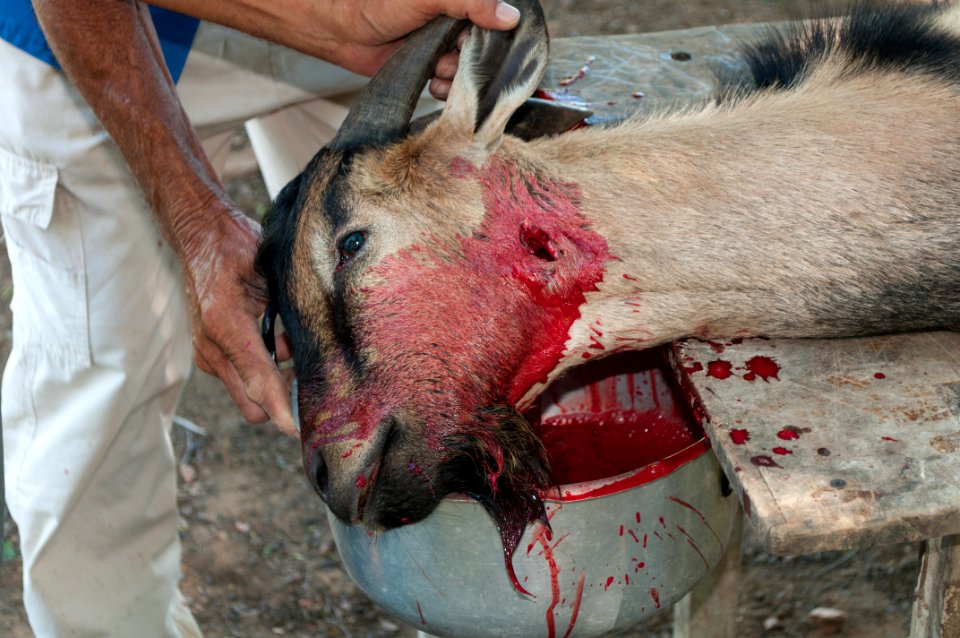 Goat killed at Christmas Lunch 2