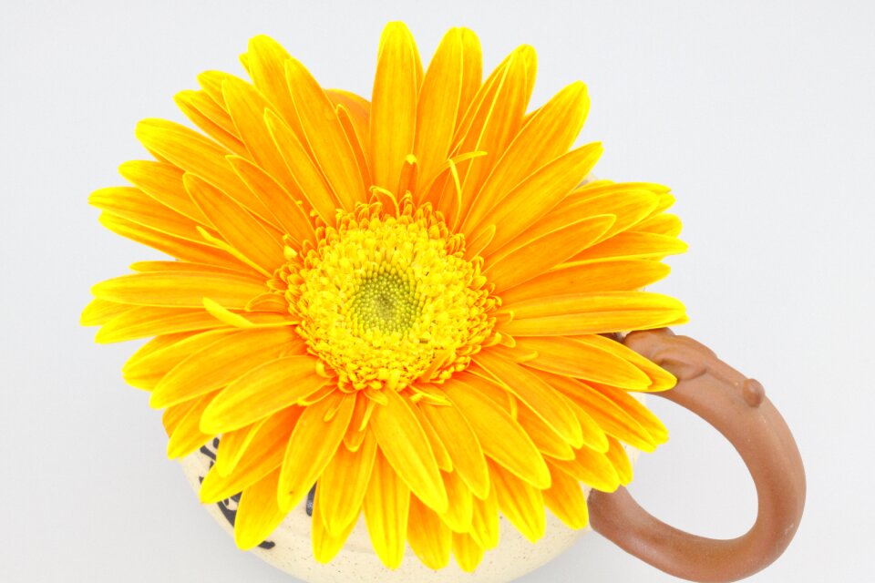 Chrysanthemum orange flower