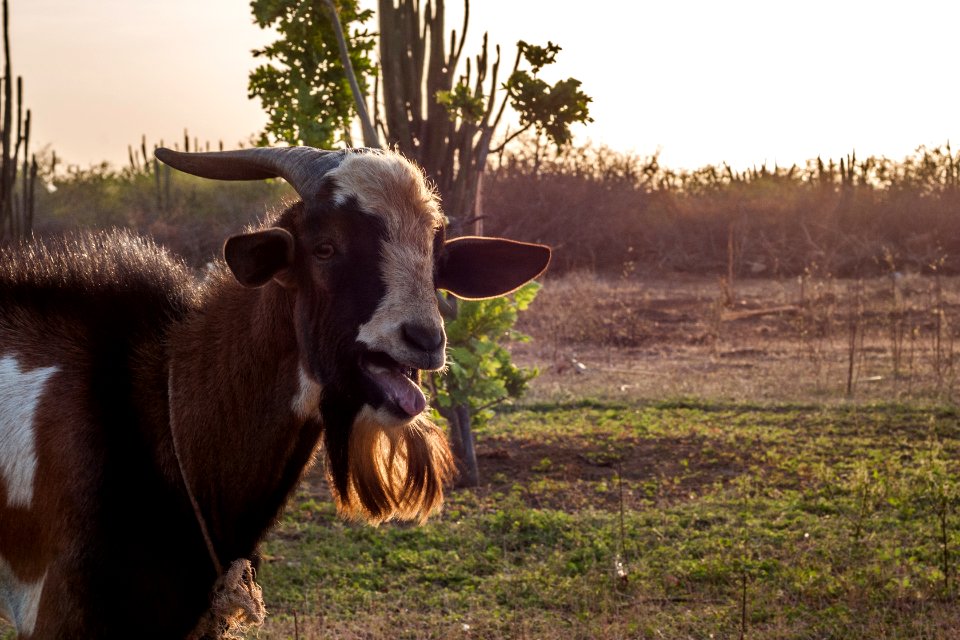 Goat in Las Guevaras sunset
