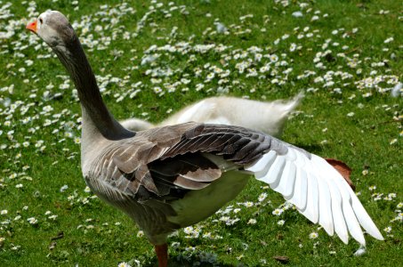 Goose-Verulamium-Park-20050523-006