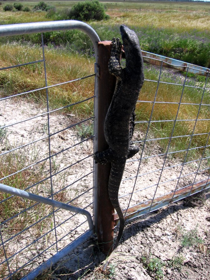Goanna on fence