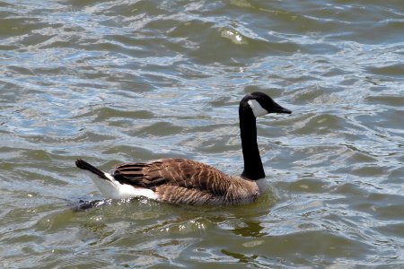 Goose at the Point, 2021-07-03, 02