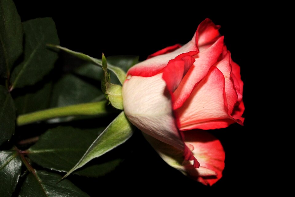 Bloom bi color red white