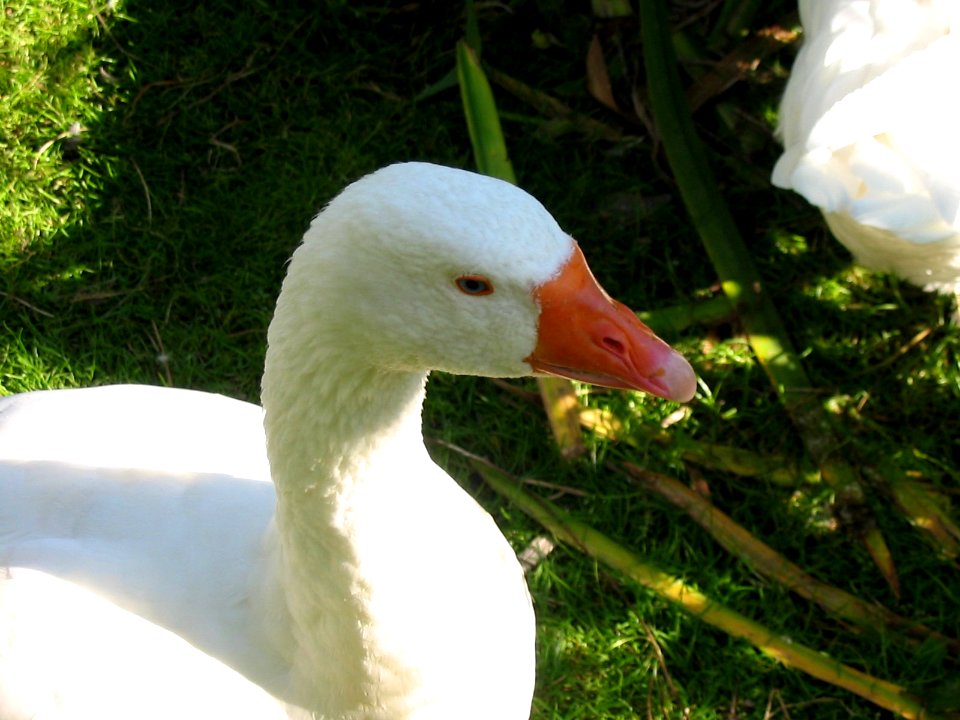 Goose Oulu 20040718
