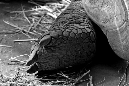 Rear turtle animal world