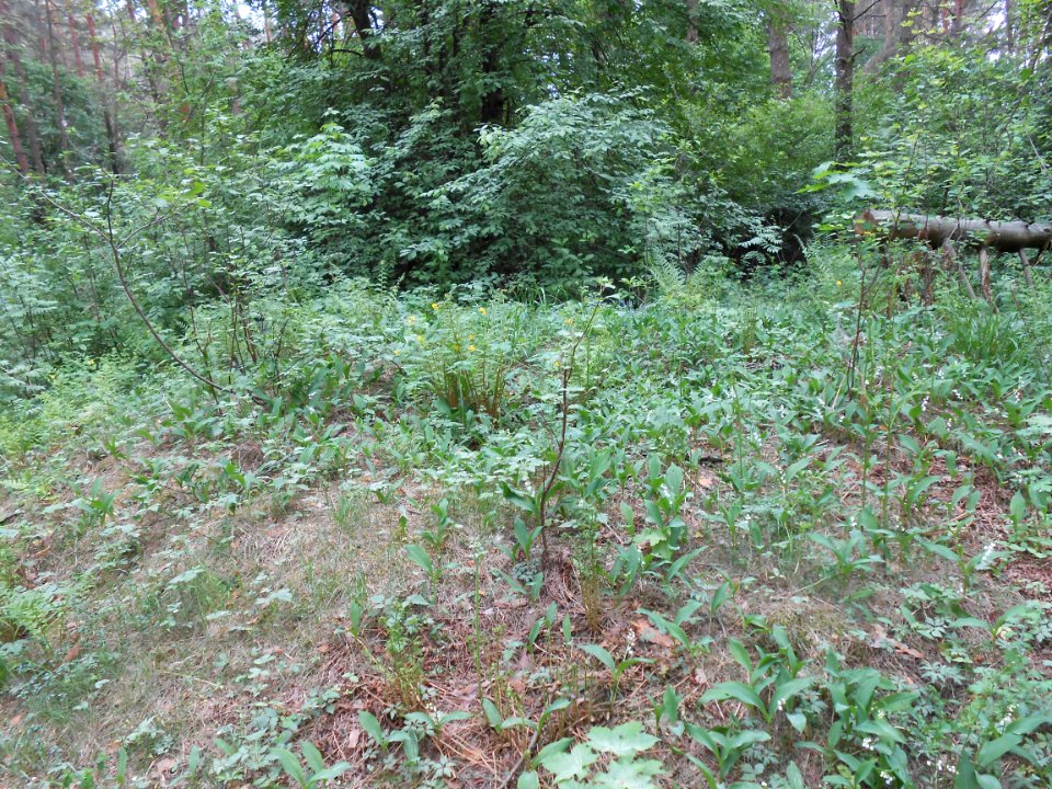 Gnezdovo complex - Glushenkovskaya kurgan group - 09