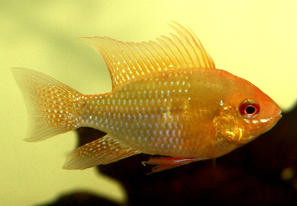 Gold Ram