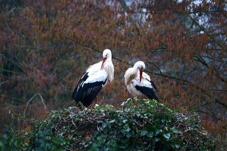 Storchennest animal nature photo