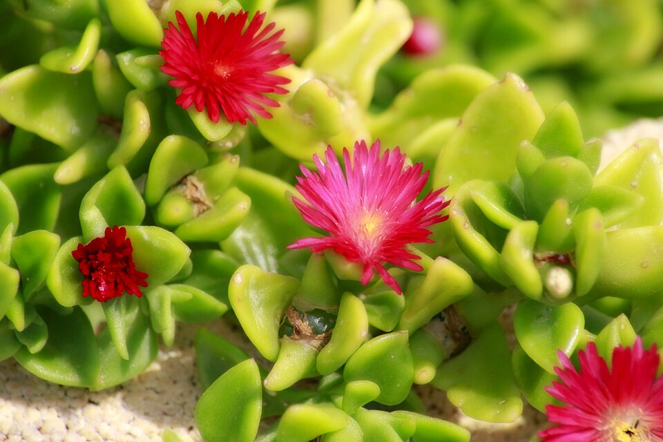 Grace plant outside pink flowers