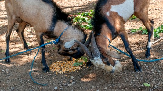 Goats fighting over food