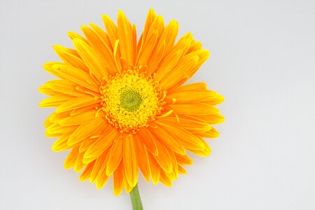 Chrysanthemum flower orange