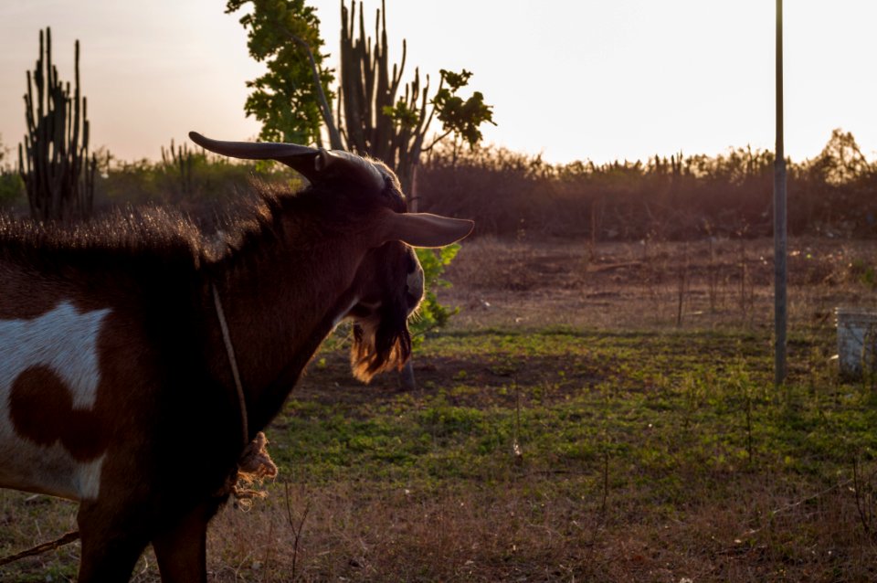 Goat looking at the horizon