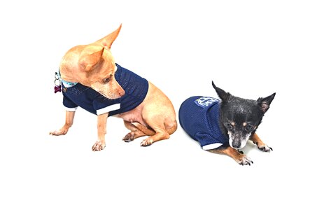 Football canine pet