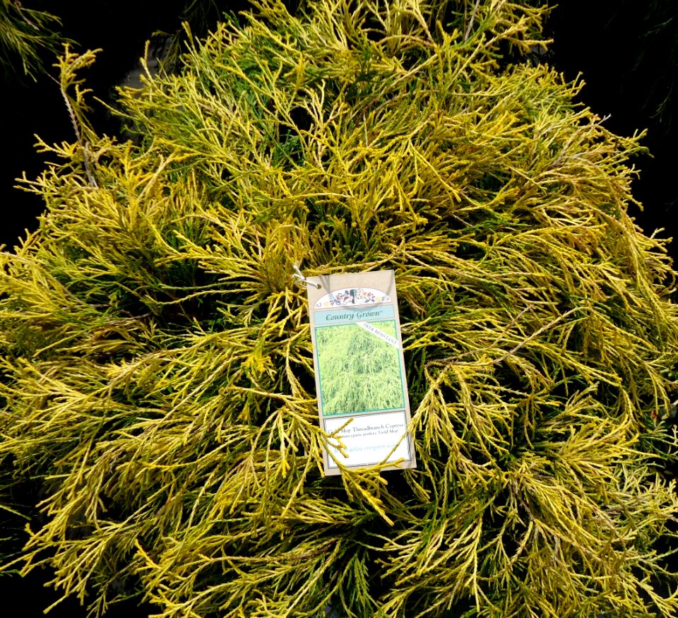 Gold Mop Threadbranch Cypress plants growing in New Jersey in April