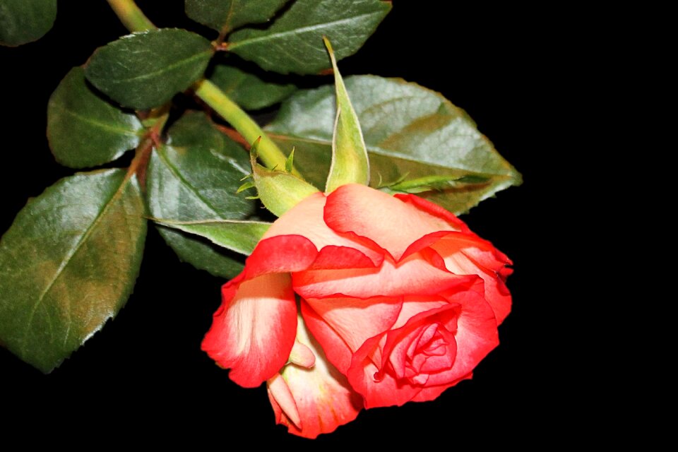 Bloom bi color red white