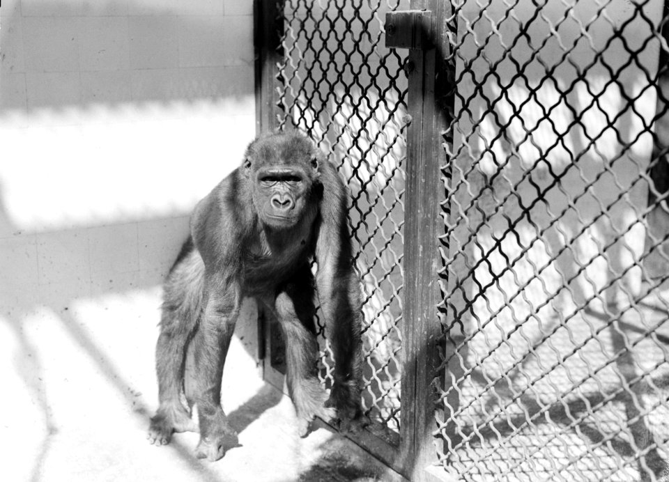 Gorillawijfje, Bestanddeelnr 255-8708