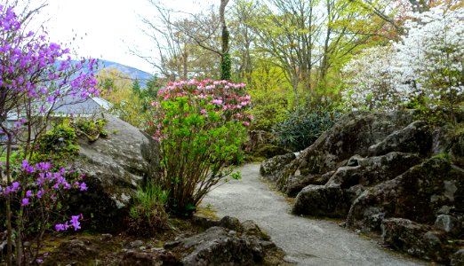 Gora Park - Hakone, Kanagawa, Japan - DSC08388
