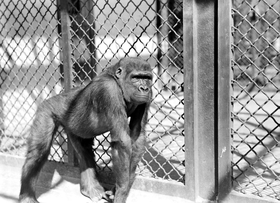 Gorillawijfje, Bestanddeelnr 255-8710
