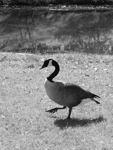 Goose Step (Branta canadensis)