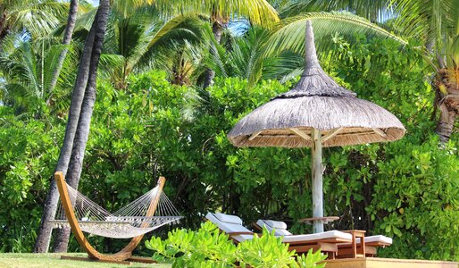 Hammock parasol palm trees