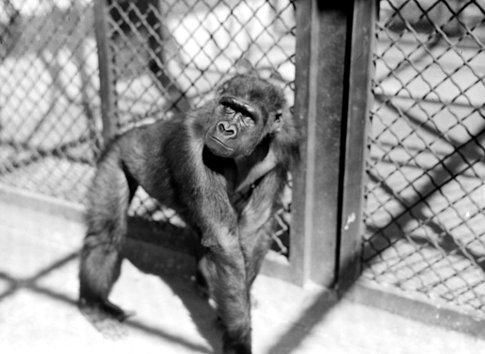 Gorillawijfje, Bestanddeelnr 255-8709