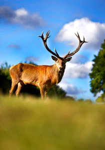 Gorgeous Deer (176830851)