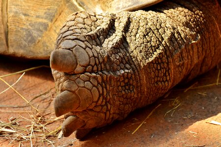 Rear turtle animal world