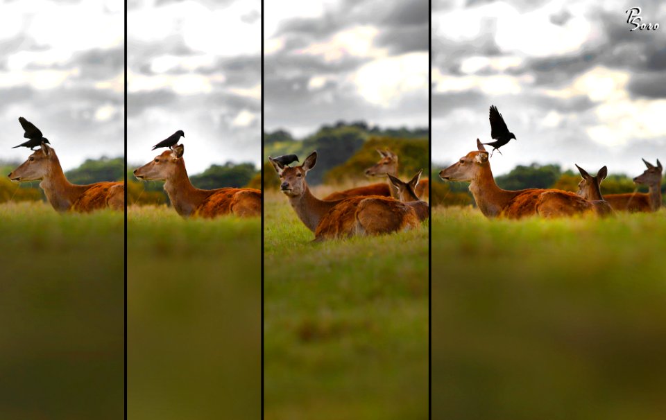 Gorgeous Deer (176830957)