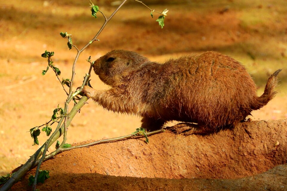 Prairie dogs rodent zoo
