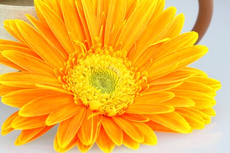 Chrysanthemum flower orange