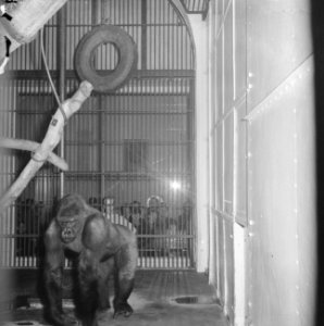 Gorilla Babar in Artis uitgehuwelijkt met gorilladame in provincie Noord-Holla, Bestanddeelnr 915-0447