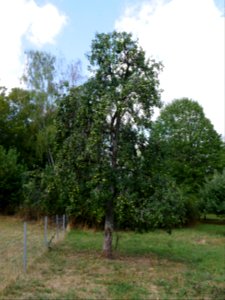 Grüne Pichelbirne Freilichtmuseum Roscheider Hof Ganzer Baum H4