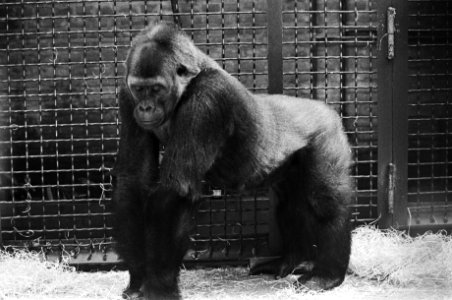 Gorilla in verwachting in Dierenpark Wassenaar, Bestanddeelnr 928-6502