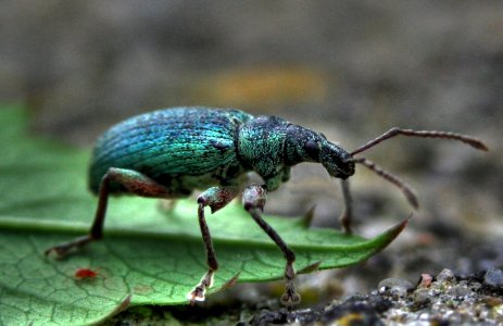 Grünrüsseler, Phyllobius, weevil
