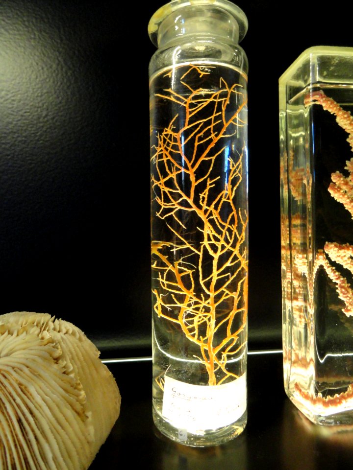 Gorgonia - Finnish Museum of Natural History - DSC04700