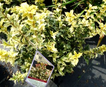 Goshiki False Holly plants growing in New Jersey in April