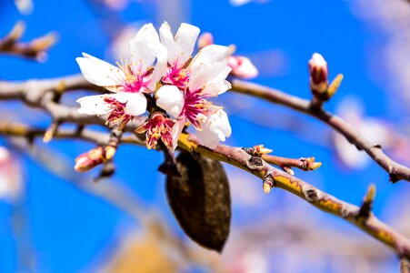 Flower almond tree flowering