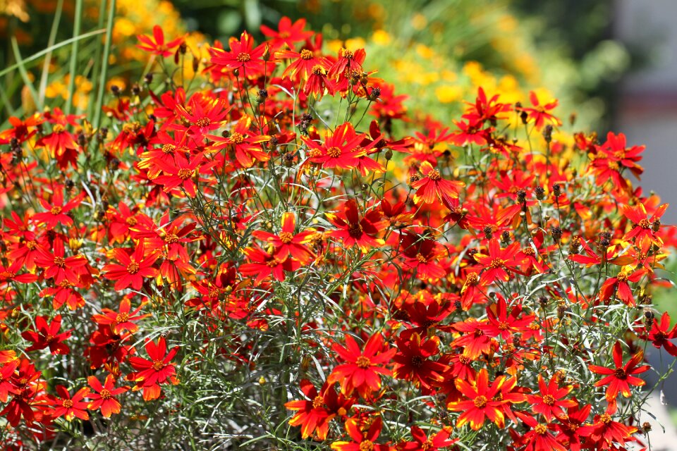 Blossom bloom nature