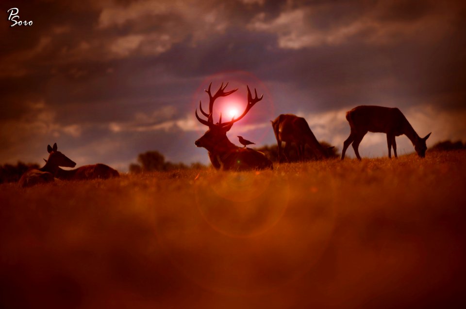 Gorgeous Deer (176830853)