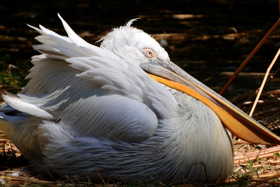 Feather waterfowl the prague zoo