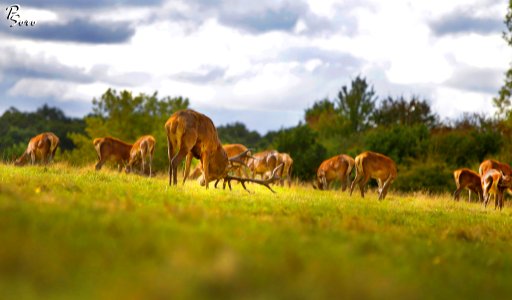 Gorgeous Deer (176830961)