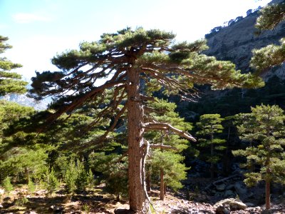 Gr-20-asco-tighiettu-02