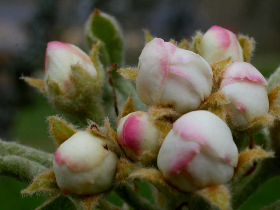 Grüne Pichelbirne Freilichtmuseum Roscheider Hof Knospen H6