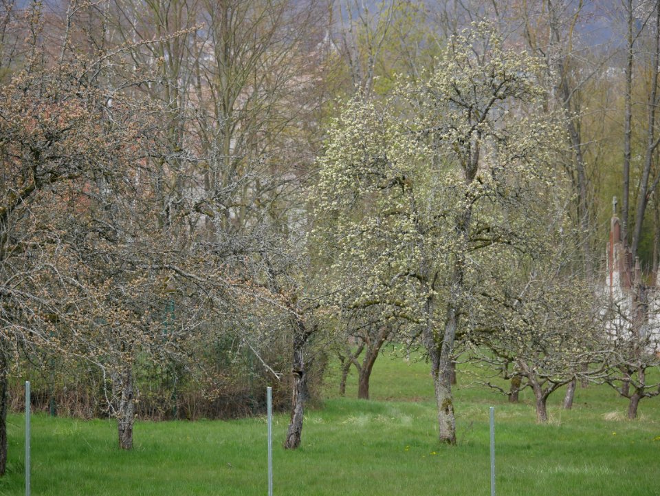 Grüne Pichelbirne Freilichtmuseum Roscheider Hof Ganzer Baum H2
