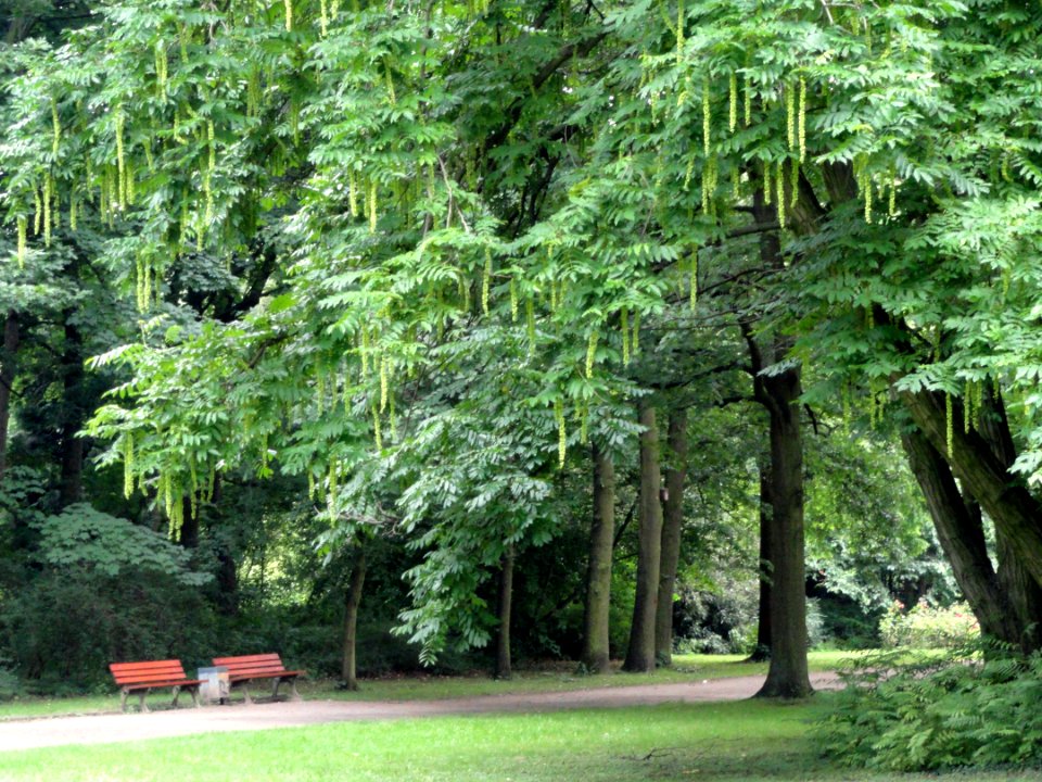 Grüneburgpark, Frankfurt - DSC01573